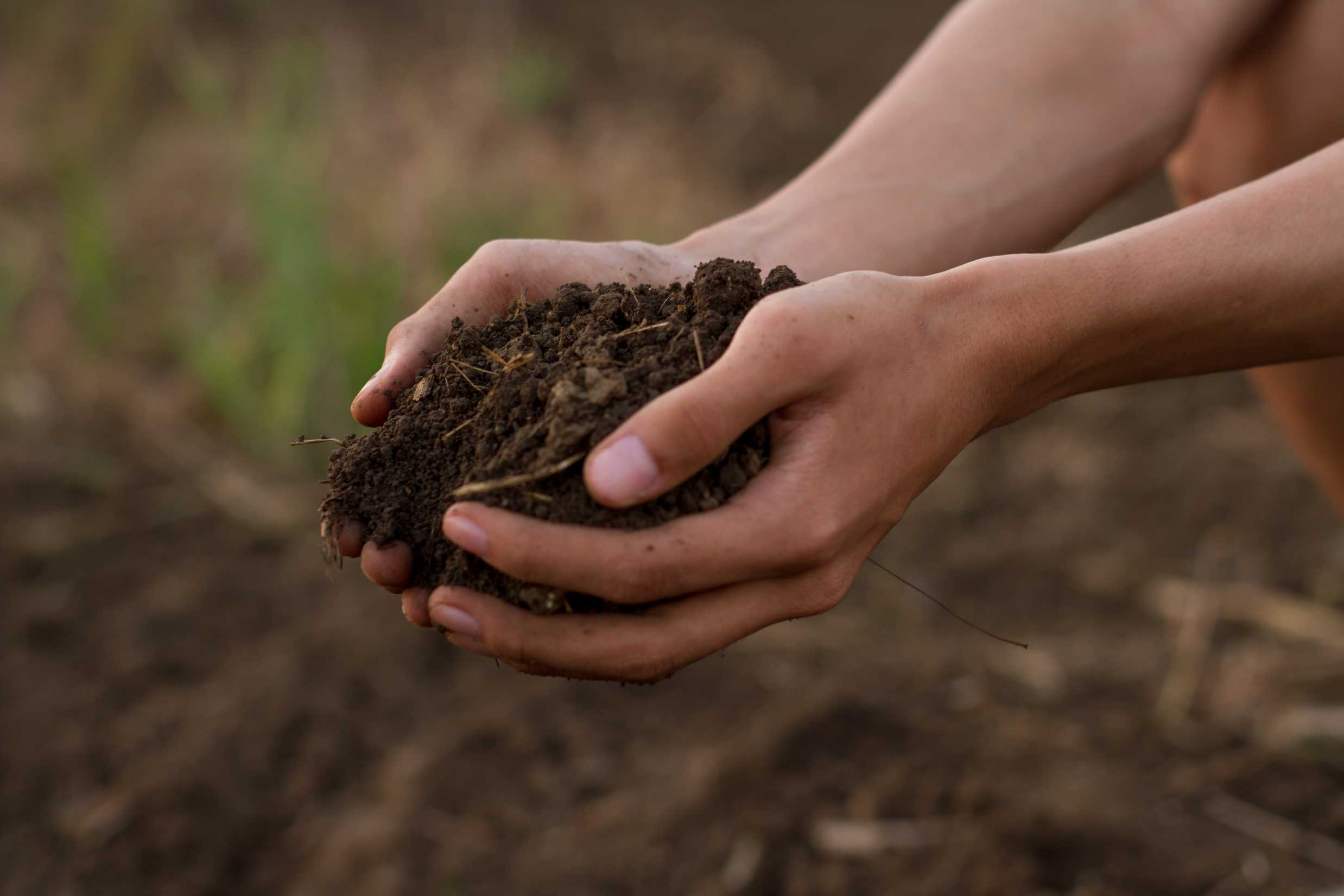 organic fertilizer